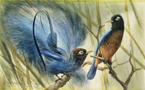 Blauvogel des Paradieses, 1909