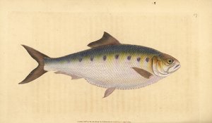 Maifisch, Alosa alosa (Schat, Clupea alosa). Handkolorierte Kupferstichzeichnung und -gravur von Edward Donovan aus seiner Natural History of British Fishes, Donovan und F.C. und J. Rivington, London