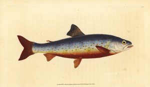 Arktischer Saibling, Salvelinus alpinus alpinus (Salvelian Saibling, Salmo salvelinus). Handkolorierte Kupferplatte gezeichnet und graviert von Edward Donovan aus seiner Natural History of British Fishes, Donovan und F.C. und J. Rivington, London