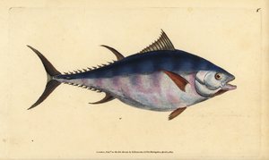 Atlantischer Blauflossen-Thunfisch, Thunnus thynnus (gefährdet). Tunny, Scomber thynnus. Handkolorierte Kupferplatte gezeichnet und graviert von Edward Donovan aus seiner Natural History of British Fishes, Donovan und F.C. und J. Rivington, London