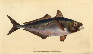 Atlantischer Stöcker, Trachurus trachurus (Stöcker, Scomber trachurus). Handkolorierte Kupferplatte gezeichnet und graviert von Edward Donovan aus seiner Naturgeschichte der britischen Fische, Donovan und F.C. und J. Rivington, London