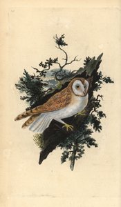 Schleiereule, Tyto alba. Handkolorierter Kupferstich von Edward Donovan aus seiner eigenen „Natural History of British Birds“, London von Edward Donovan