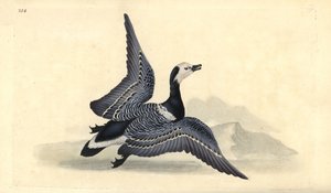 Ringelgans, Branta leucopsis. Handkolorierter Kupferstich von Edward Donovan aus seiner eigenen „Natural History of British Birds“, London von Edward Donovan