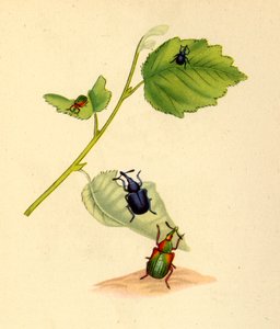 Birkenrüsselkäfer: Curculio betulae, 1794, 1945