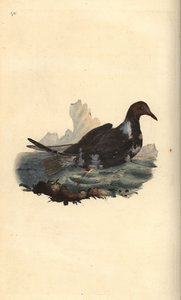 Lachmöwe, Chroicocephalus ridibundus, im Sommerkleid mit braunem Kopf. Handkolorierte Kupferstichzeichnung und -gravur von Edward Donovan aus seinem eigenen „Natural History of British Birds“, London