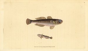 Schwarzer Grundel, Gobius niger. Handkolorierte Kupferstichzeichnung und -gravur von Edward Donovan aus seiner „Natural History of British Fishes“, Donovan und F.C. und J. Rivington, London von Edward Donovan