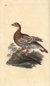 Birkhuhn, Tetrao tetrix. Handkolorierte Kupferplatte von Edward Donovan aus seinem eigenen „Natural History of British Birds“ von Edward Donovan