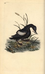 Gryllteiste, Cepphus grylle, mit Fisch im Schnabel. Handkolorierter Kupferstich von Edward Donovan aus seiner eigenen „Natural History of British Birds“, London von Edward Donovan