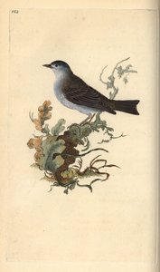 Mönchsgrasmücke, Sylvia atricapilla. Handkolorierte Kupferstichzeichnung und -gravur von Edward Donovan aus seinem eigenen „Natural History of British Birds“, London von Edward Donovan