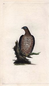 Wespenbussard. Pernis apivorus (Falco apivorus). Kupferstich von Edward Donovan (1768-1837), veröffentlicht in Histoire naturelle des oiseaux britanniques, London von Edward Donovan