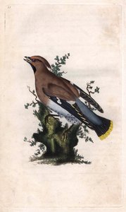 Seidenschwanz, Bombycilla garrulus. Kupferstich von Edward Donovan, veröffentlicht in Histoire naturelle des oiseaux britanniques, London von Edward Donovan