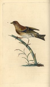 Bergfink, Fringilla montifringilla. Handkolorierte Kupferstich von Edward Donovan aus seiner Natural History of British Birds, London von Edward Donovan