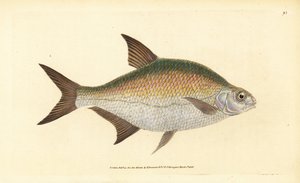 Brachse, Abramis brama (Cyprinus brama)