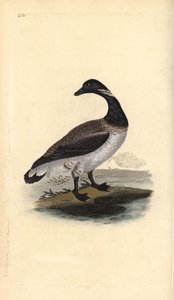 Ringelgans, Branta bernicla. Handkolorierte Kupferstichzeichnung und -gravur von Edward Donovan aus seiner Natural History of British Birds, London