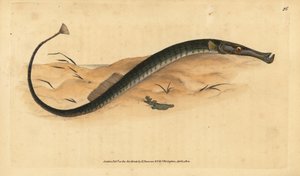 Breitnasen- oder kürzerer Seenadel, Syngnathus typhle von Edward Donovan