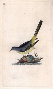 Gebirgsstelze. Motacilla cinerea. Kupferstich von Edward Donovan (1768-1837), veröffentlicht in „Histoire naturelle des oiseaux britanniques“, London