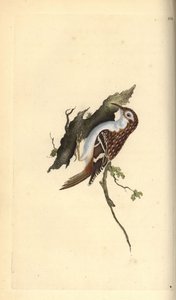 Gartenbaumläufer, Certhia familiaris. Handkolorierte Kupferstichzeichnung und -gravur von Edward Donovan aus seinem eigenen „Natural History of British Birds“, London