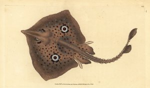 Brauner Rochen oder Spiegelrochen, Raja miraletus. Handkolorierte Kupferplatte gezeichnet und graviert von Edward Donovan aus seiner Naturgeschichte der britischen Fische, Donovan und F.C. und J. Rivington, London