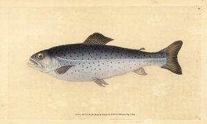Bachforelle, Salmo trutta (Sewen, Salmo cambricus). Handkolorierte Kupferplatte gezeichnet und graviert von Edward Donovan aus seiner Natural History of British Fishes, Donovan und F.C. und J. Rivington, London