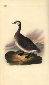 Kanadagans, Branta canadensis. Handkolorierte Kupferstichzeichnung und -gravur von Edward Donovan aus seinem eigenen „Natural History of British Birds“, London