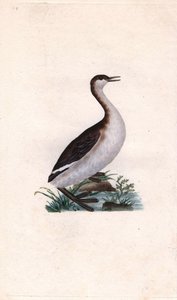 Zwergtaucher. Tachybaptus ruficollis. Kupferstich von Edward Donovan (1768-1837), veröffentlicht in „Histoire naturelle des oiseaux britanniques“, London von Edward Donovan
