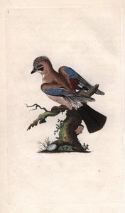Eichelhäher (Garrulus glandarius). Kupferstich von Edward Donovan, veröffentlicht in Histoire naturelle des oiseaux britanniques, London von Edward Donovan