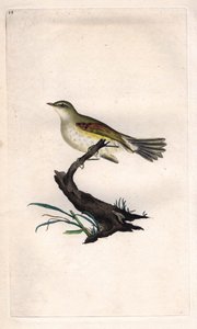 Fitis. Phylloscopus trochilus (Motacilla trochilus). Kupferstich von Edward Donovan (1768-1837), veröffentlicht in Histoire naturelle des oiseaux britanniques, London von Edward Donovan