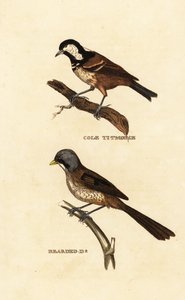 Tannenmeise, Parus ater, und Bartmeise, Panurus biarmicus von Edward Donovan