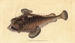 Seeteufel, Lophius piscatorius. Handkolorierte Kupferstichzeichnung und -gravur von Edward Donovan aus seiner „Natural History of British Fishes“, Donovan und F.C. und J. Rivington, London