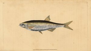 Ukelei, Alburnus alburnus (Cyprinus alburnus). Handkolorierte Kupferstichzeichnung und Gravur von Edward Donovan aus seiner Natural History of British Fishes, Donovan und F.C. und J. Rivington, London von Edward Donovan