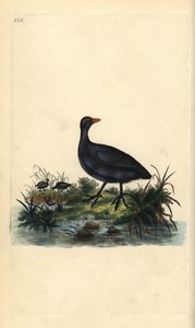 Blässhuhn, Fulica atra. Handkolorierter Kupferstich gezeichnet und gestochen von Edward Donovan aus seinem eigenen „Natural History of British Birds“, London