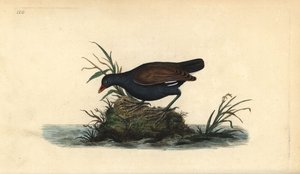 Teichhuhn, Gallinula chloropus. Handkolorierte Kupferplatte von Edward Donovan aus seinem eigenen „Natural History of British Birds“ von Edward Donovan