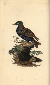 Star, Sturnus vulgaris. Handkolorierte Kupferstichzeichnung und -gravur von Edward Donovan aus seinem eigenen „Natural History of British Birds“, London von Edward Donovan