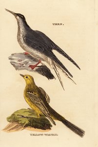 Flussseeschwalbe, Sterna hirundo und Schafstelze, Motacilla flava von Edward Donovan