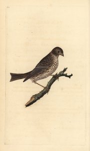 Rohrammer (Miliaria calandra). Handkolorierter Kupferstich von Edward Donovan aus seinem Werk „Natural History of British Birds“, London von Edward Donovan