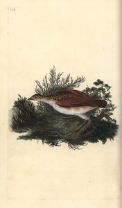 Wachtelkönig, Crex crex. Nahezu bedroht. Handkolorierte Kupferstichzeichnung und -gravur von Edward Donovan aus seinem eigenen „Natural History of British Birds“, London von Edward Donovan