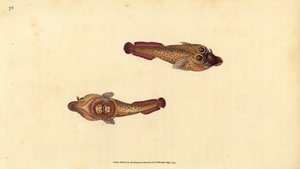 Purpursauger, Lepadogaster purpurea (Augenfleck-Sauger, Cyclopterus ocellatus). Handkolorierter Kupferstich von Edward Donovan aus seiner „Natural History of British Fishes“, Donovan und F.C. und J. Rivington, London von Edward Donovan