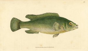 Lippfisch, Labrus mixtus (Gestreifter Lippfisch, Labrus lineatus). Handkolorierte Kupferstichzeichnung und -gravur von Edward Donovan aus seiner Natural History of British Fishes, Donovan und F.C. und J. Rivington, London von Edward Donovan
