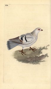 Haustaube, Columba livia domestica. Handkolorierte Kupferstichzeichnung und -gravur von Edward Donovan aus seiner Natural History of British Birds, London von Edward Donovan