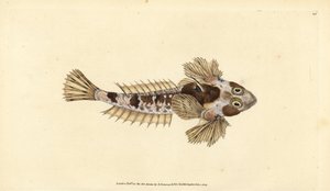 Leierfisch, Callionymus lyra (Schmutziger Leierfisch, Callionymus dracunculus). Handkolorierter Kupferstich von Edward Donovan aus seiner „Natural History of British Fishes“, Donovan und F.C. und J. Rivington, London von Edward Donovan