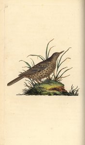 Dunkelleitlerche, Pinarocorys nigricans. Handkolorierte Kupferstichzeichnung und -gravur von Edward Donovan aus seiner „Natural History of British Birds“