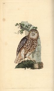 Sperlingskauz, Glaucidium passerinum. Handkolorierter Kupferstich gezeichnet und gestochen von Edward Donovan aus seinem eigenen „Natural History of British Birds“, London