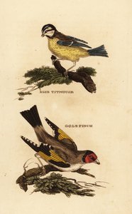 Blaumeise, Cyanistes caeruleus und Stieglitz, Carduelis carduelis von Edward Donovan