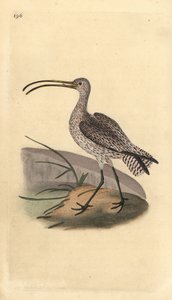 Großer Brachvogel, Numenius arquata. Handkolorierter Kupferstich von Edward Donovan aus seiner eigenen „Natural History of British Birds“, London von Edward Donovan