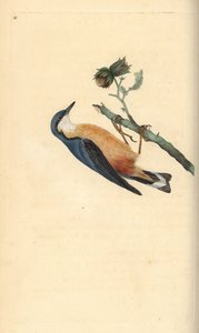 Kleiber, Sitta europaea, auf einem Haselnussbaum, Corylus avellana. Handkolorierte Kupferstichzeichnung und -gravur von Edward Donovan aus seinem eigenen „Natural History of British Birds“, London von Edward Donovan