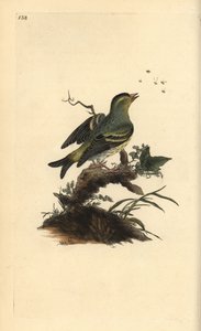 Erlenzeisig, Carduelis spinus. Handkolorierte Kupferstichzeichnung und -gravur von Edward Donovan aus seinem eigenen „Natural History of British Birds“, London von Edward Donovan