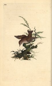 Zaunkönig, Troglodytes troglodytes. Handkolorierter Kupferstich von Edward Donovan aus seiner eigenen „Natural History of British Birds“ (1794-1819) von Edward Donovan