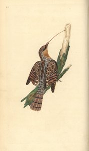 Wendehals, Jynx torquilla. Handkolorierte Kupferstichzeichnung und -gravur von Edward Donovan aus seiner Natural History of British Birds, London von Edward Donovan