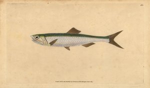 Europäische Sardelle, Engraulis encrasicolus (Sardelle, Clupea encrasicolus). Handkolorierte Kupferplatte gezeichnet und graviert von Edward Donovan aus seiner Natural History of British Fishes, Donovan und F.C. und J. Rivington, London von Edward Donovan