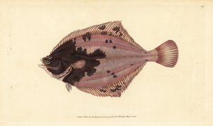 Europäische Flunder, Platichthys flesus (Flunder, Pleuronectes flesus). Handkolorierte Kupferplatte gezeichnet und graviert von Edward Donovan aus seiner Natural History of British Fishes, Donovan und F.C. und J. Rivington, London